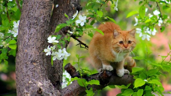 Сиамская кошка Весна