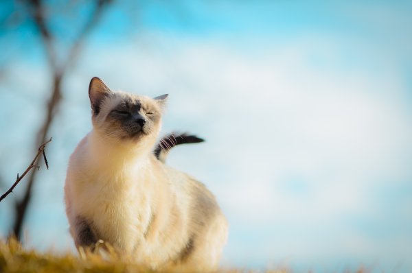 Милые котята на природе
