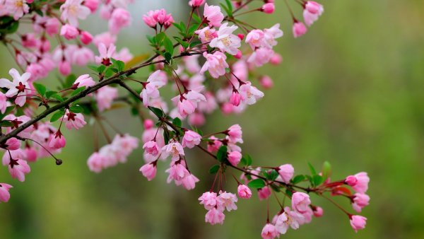 Весна природа