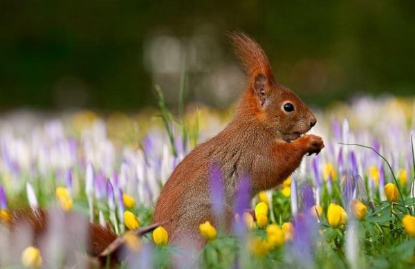 Животные весной