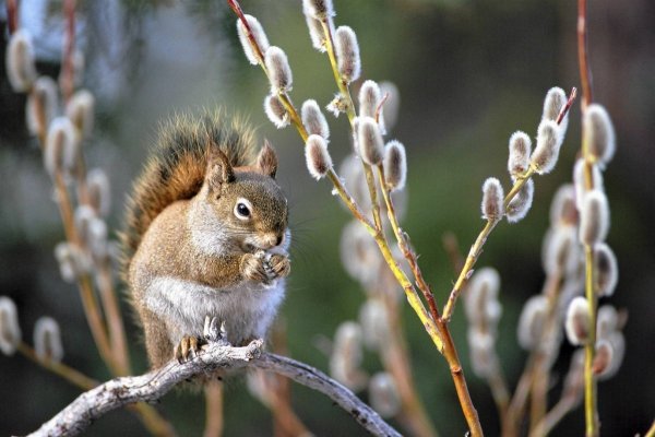 Животные летом