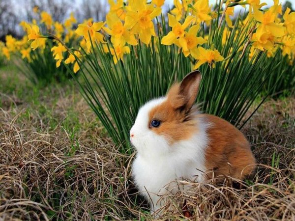 Белки весной