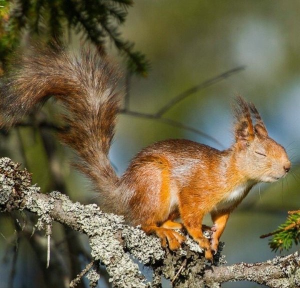 Зайчик весной
