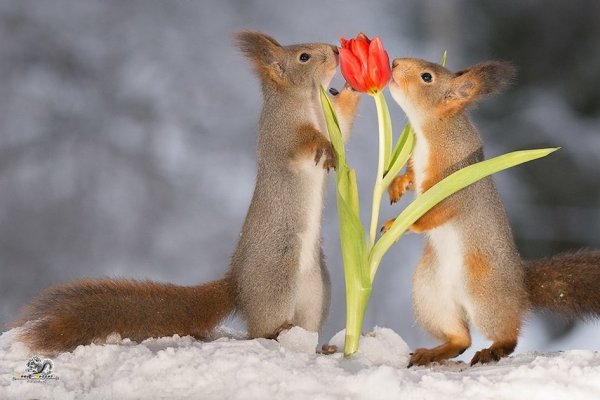 Лиса весной