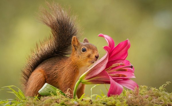 Обыкновенная лисица с лисятами