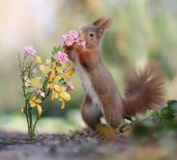 Цветы и животные