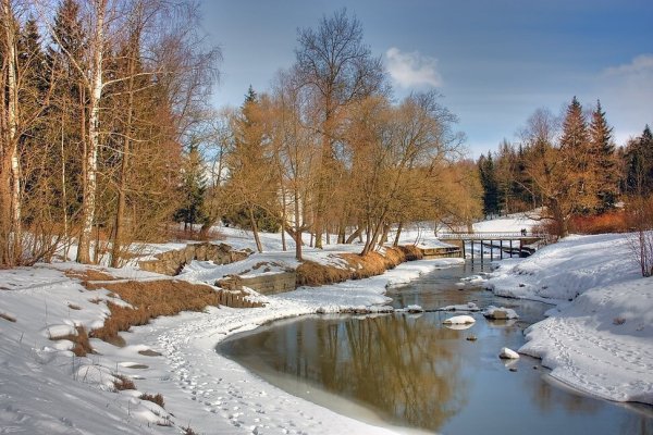 Лес пролески и подснежники