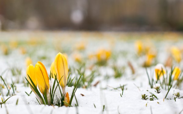 Красивая ранняя Весна