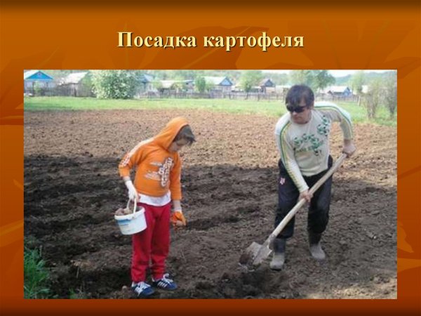Сажать картошку