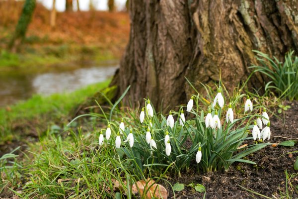 Подснежники Snowdrops