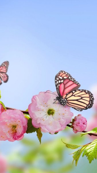 Природа цветы