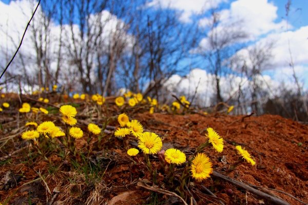 Природа Весна апрель