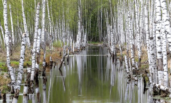 Весна природа