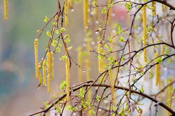 Весна апрель природа город