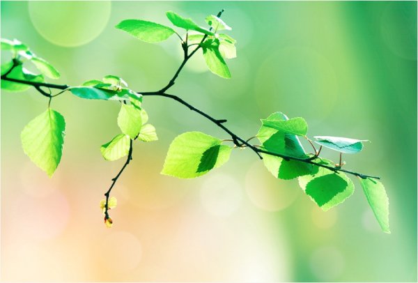 Весна пришла весне дорогу для детей