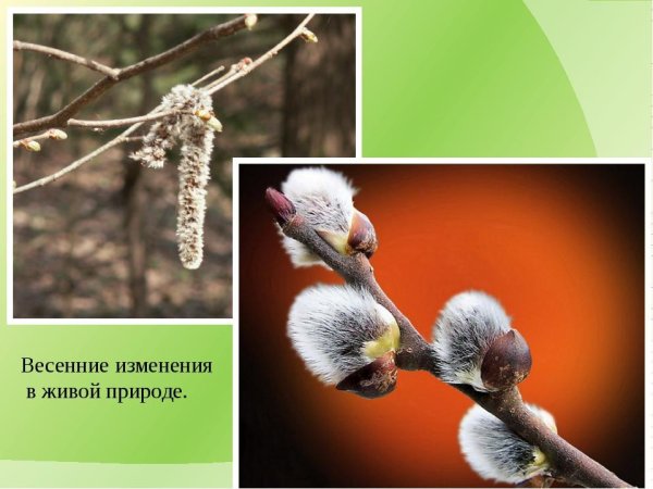 Явление в неживой природе- таяние снега