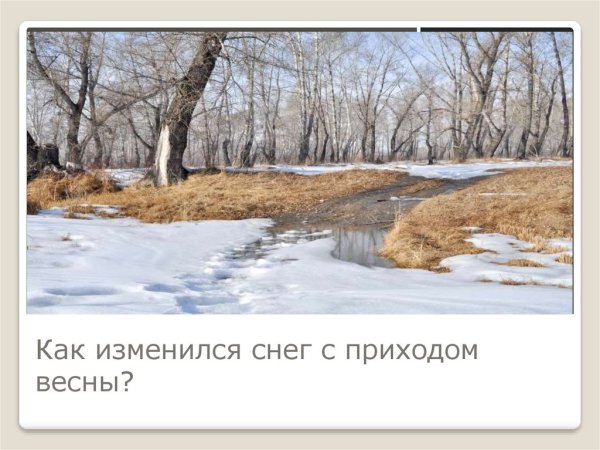 Весенние явления цветы