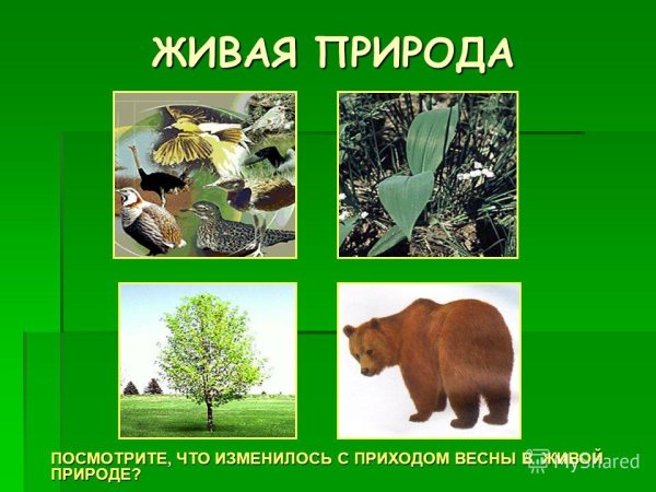 Весенние явления в неживой природе