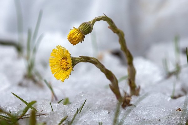 Мать-и-мачеха цветет ранней весной