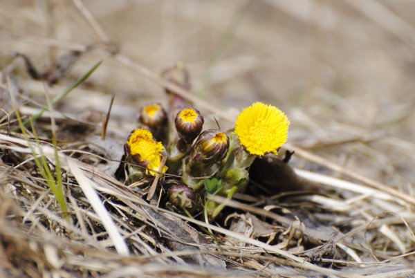 Весенние цветы мать и мачеха