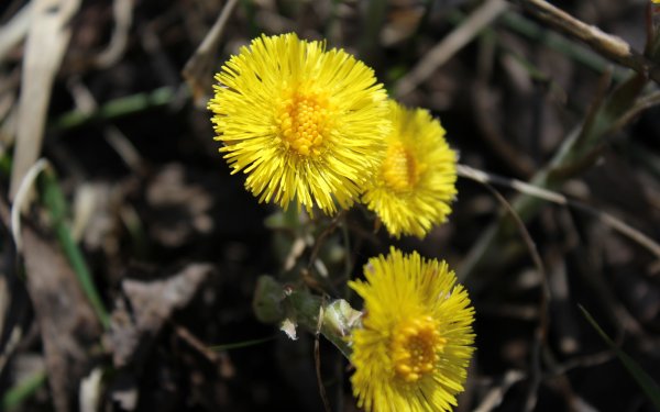 Мать и мачеха цветок