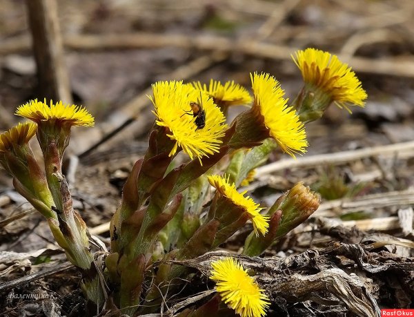 Мать и мачеха цветок