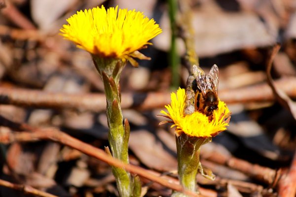 Мать и мачеха цветок