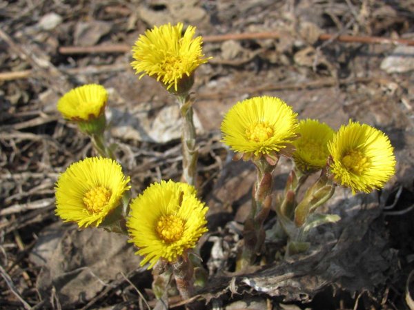 Мать-и-мачеха (мать-и-мачеха)