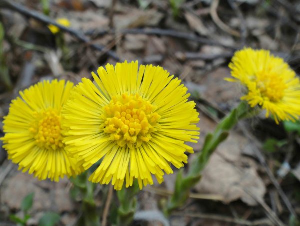 Цветы первоцветы мать и мачеха