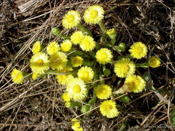 Первые весенние цветы мать и мачеха