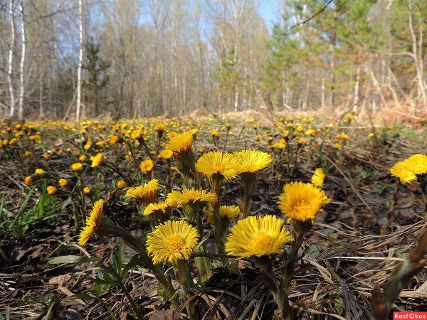 Мать и мачеха цветок