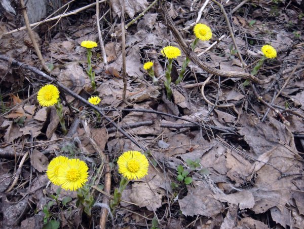 Мать и мачеха весной