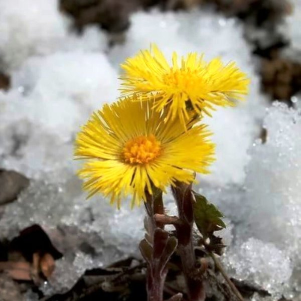 Цветы первоцветы мать и мачеха