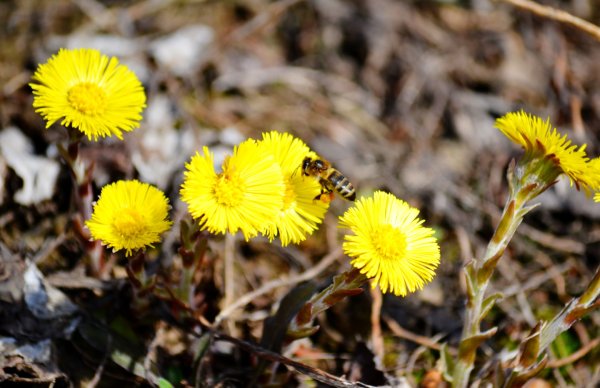 Весенние желтые цветы мать и мачеха