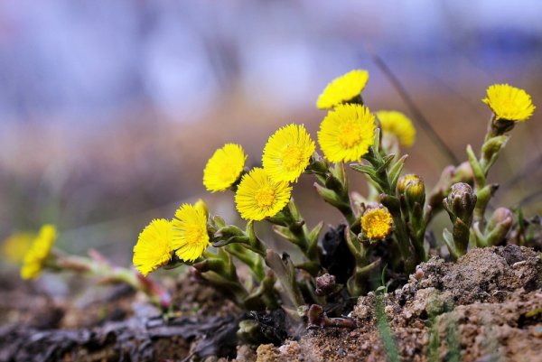 Весенние цветы мать и мачеха