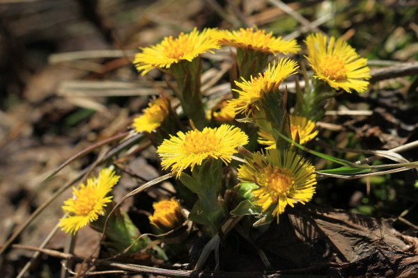 Мать-и-мачеха обыкновенная