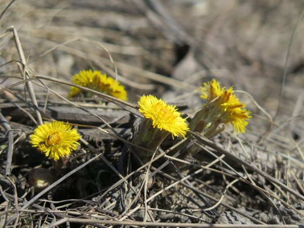 Мать и мачеха цветок в снегу