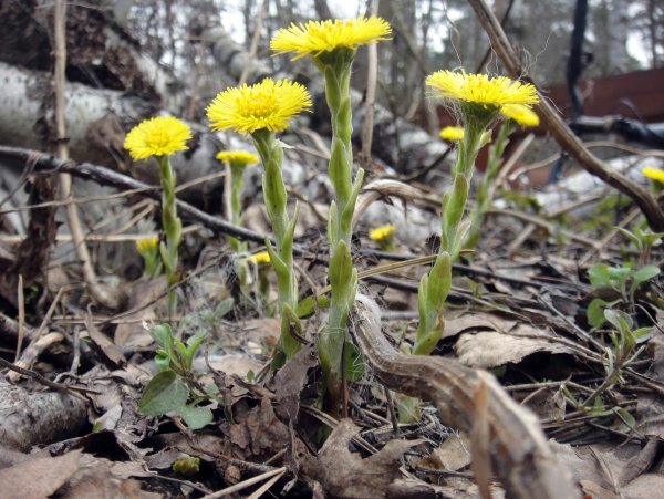 Мать-и-мачеха (мать-и-мачеха)