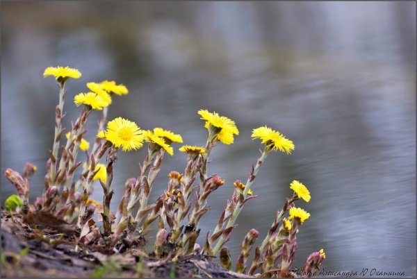 Апрель мать и мачеха