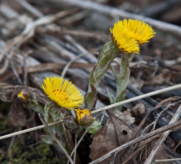Мать-и-мачеха (мать-и-мачеха)