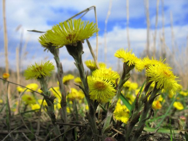 Мати й мачуха