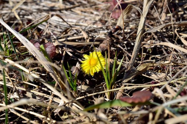 Первоцветы мать-и-мачеха