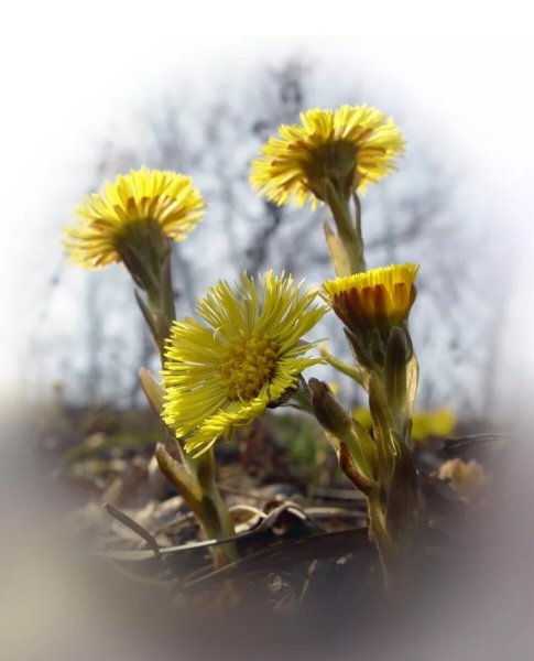Весенние первоцветы мать и мачеха