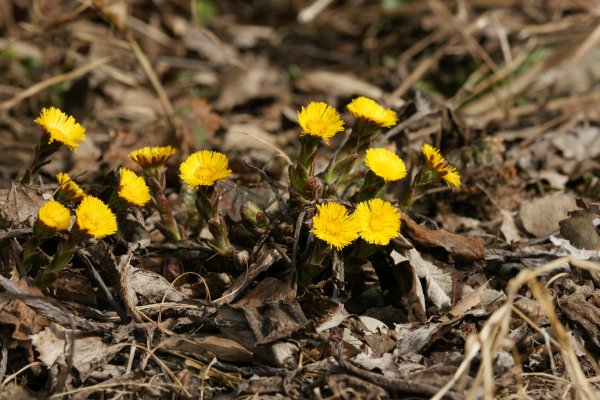 Весенние цветы мать и мачеха