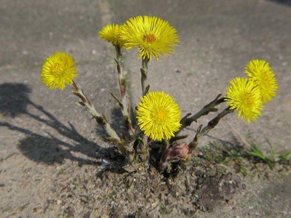 Мать и мачеха Эстетика