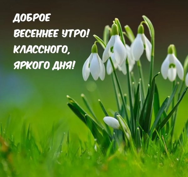 Подснежники фон