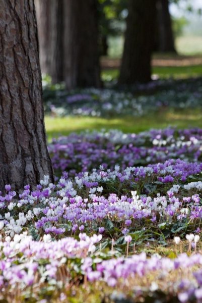 Открытки с добрым утром с природой