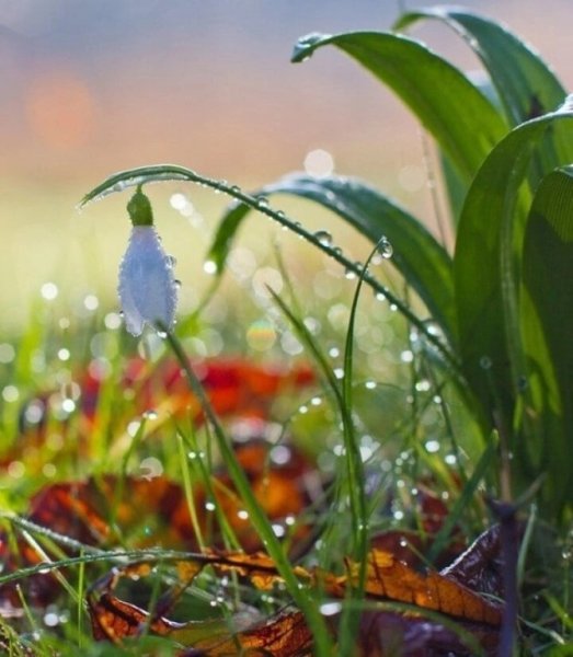 Весна природа