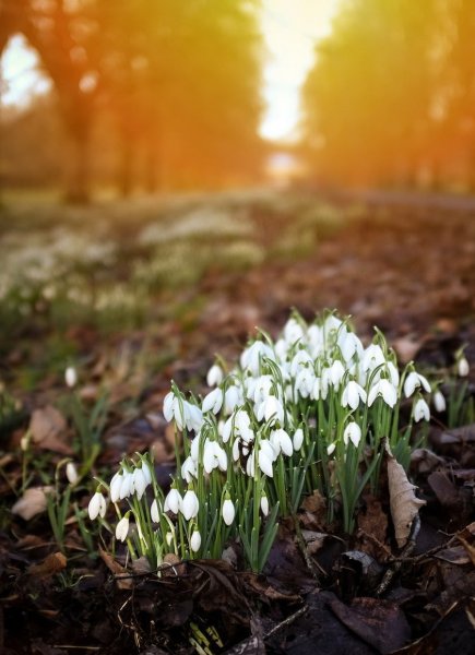Весенние цветочки