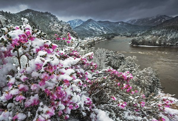 Весенние цветы